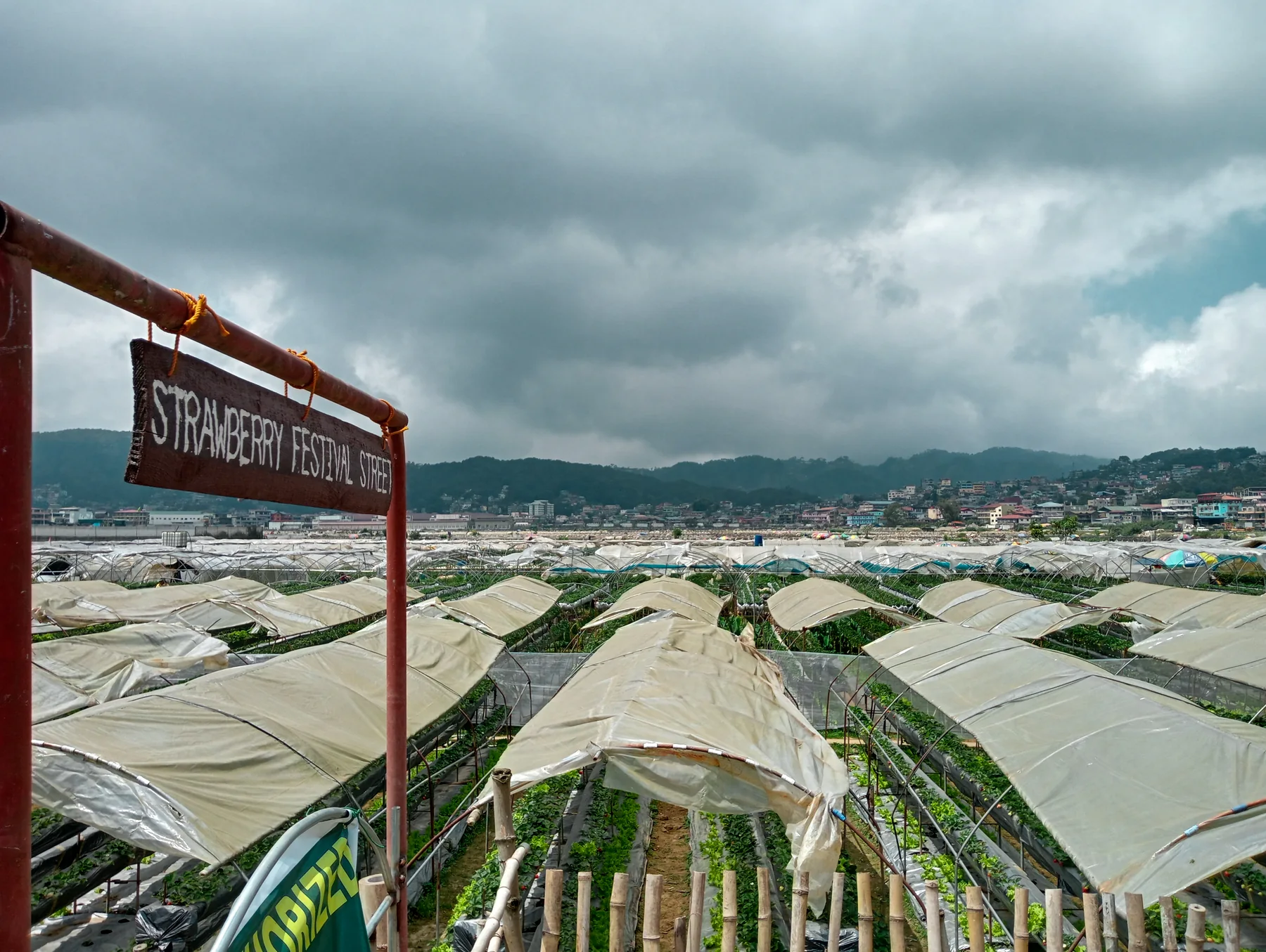 Festival Street beside the La Trinidad strawberry fields