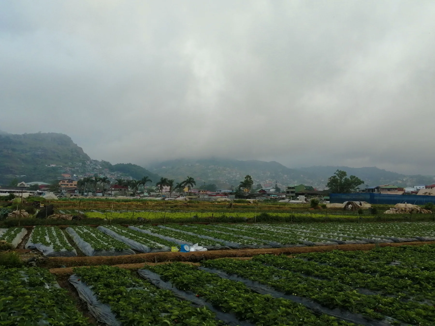 Strawberry fields and mountain slopes in La Trinidad