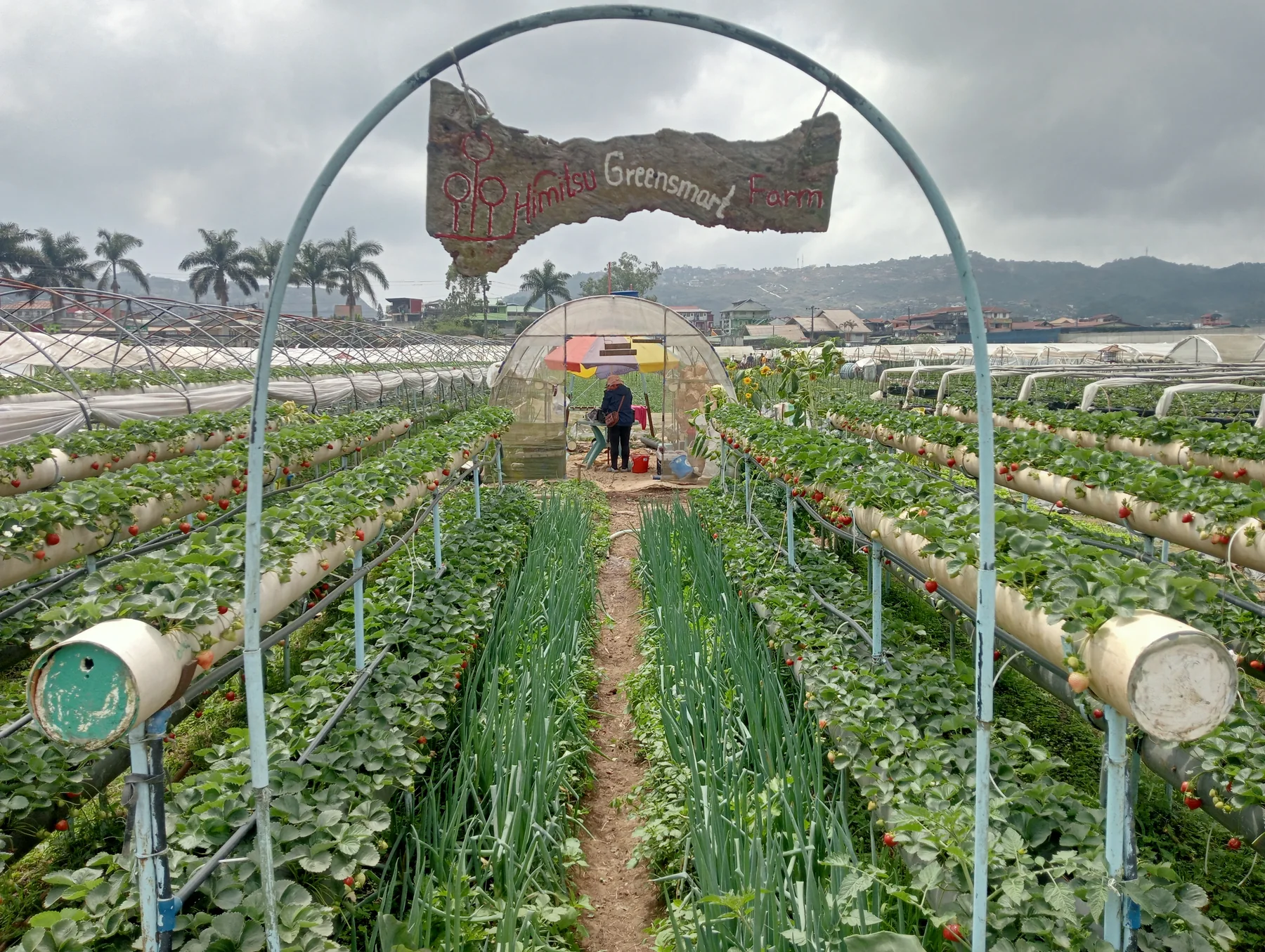 Raised strawberry rows at a La Trinidad farm plot