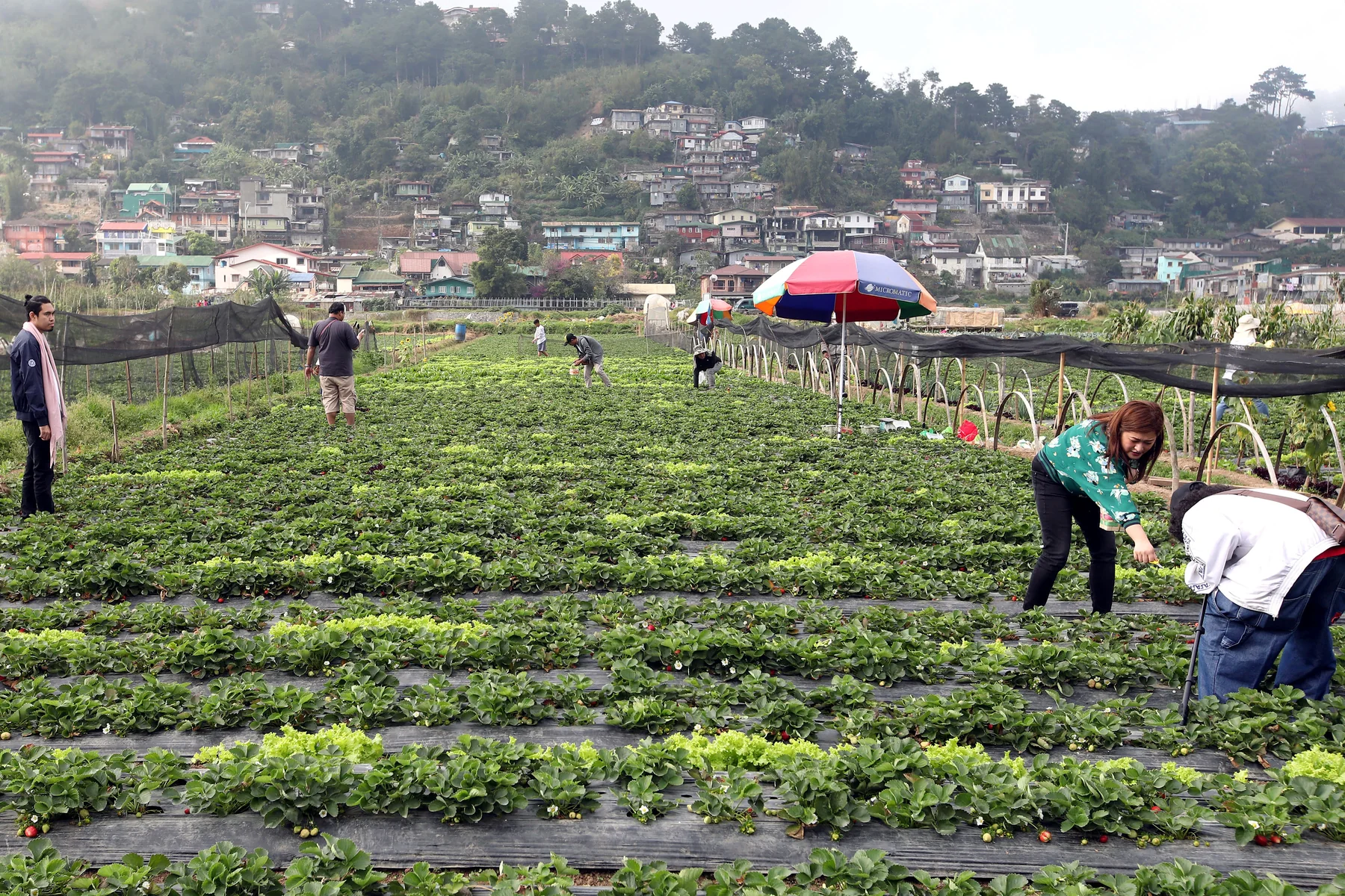 Visitors picking strawberries from farm rows